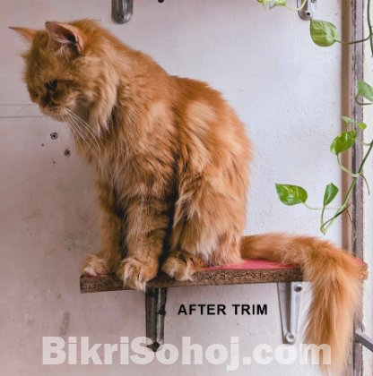 Pure Persian Adult Female Ca